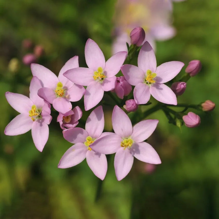 Centaury