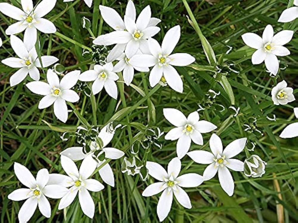 Star of Bethlehem