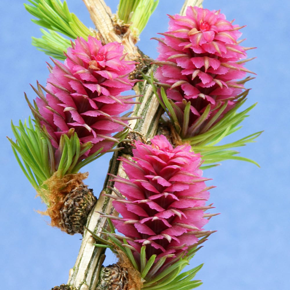 Larch