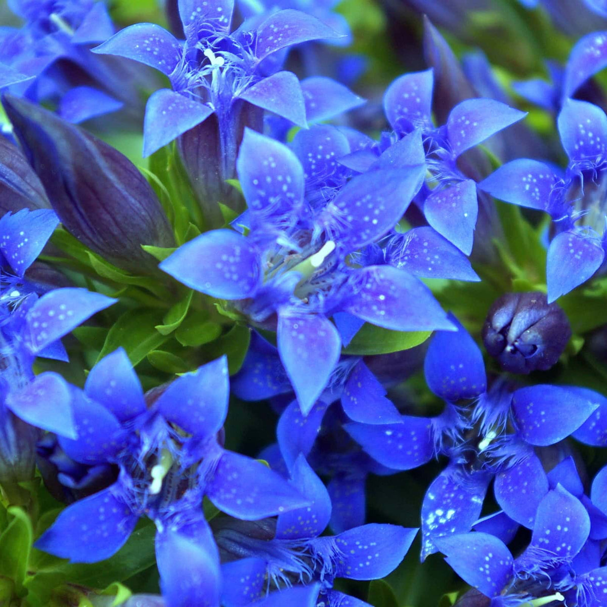 Gentian