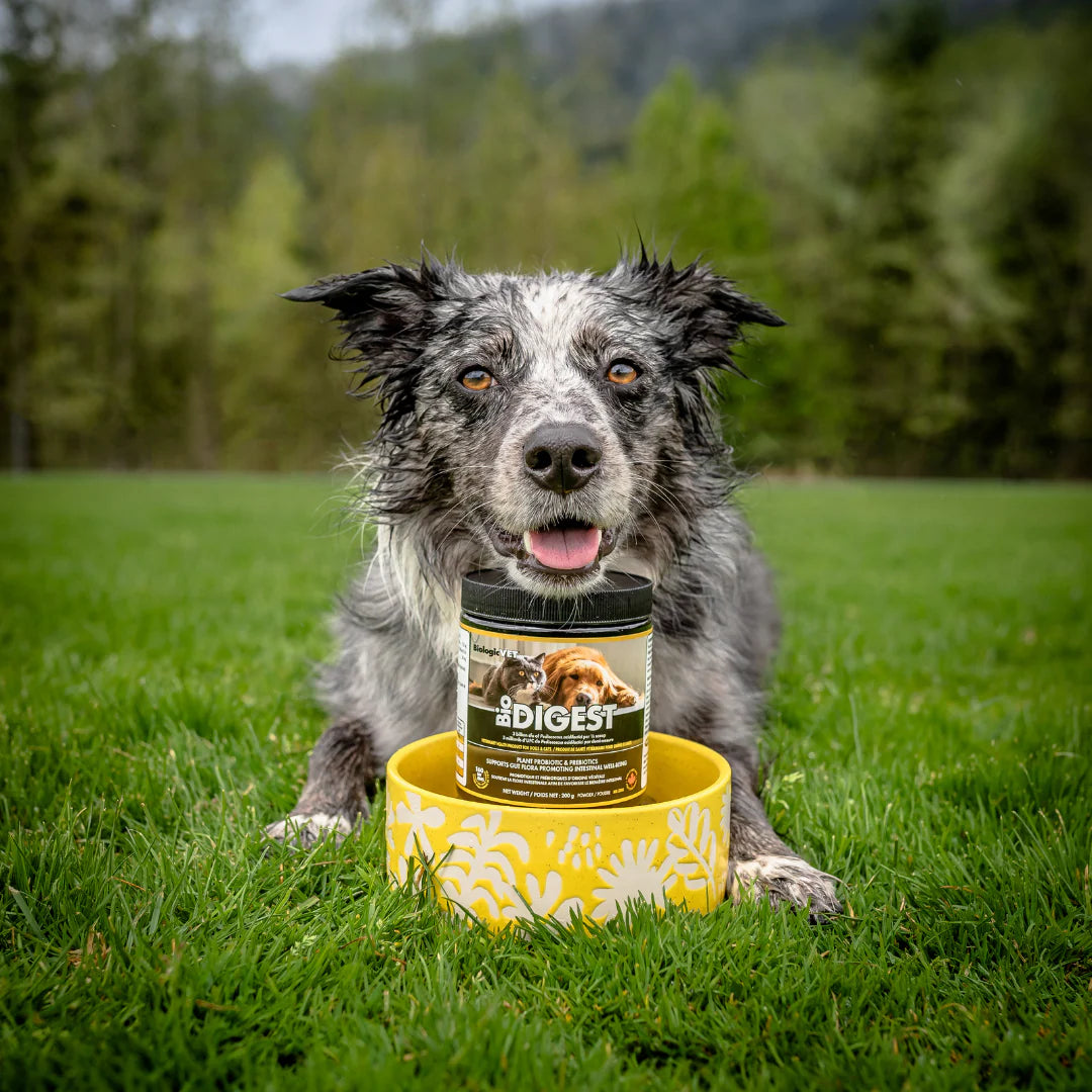 BioDIGEST™ Pet Probiotic & Prebiotic