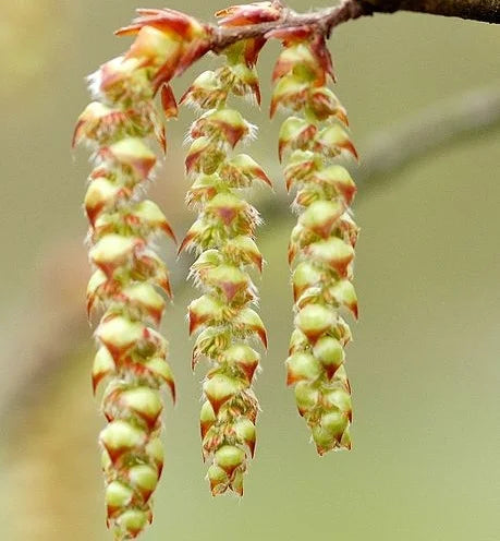 Hornbeam