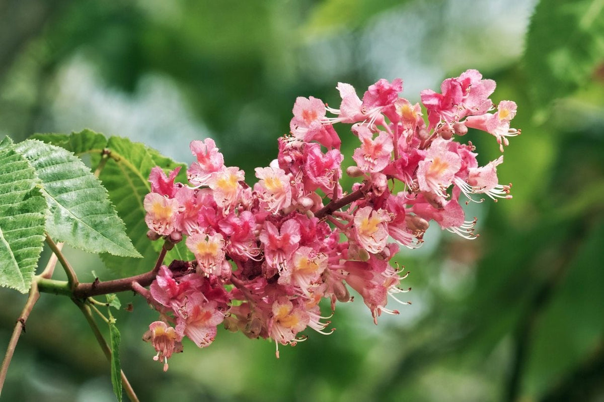 Red Chestnut