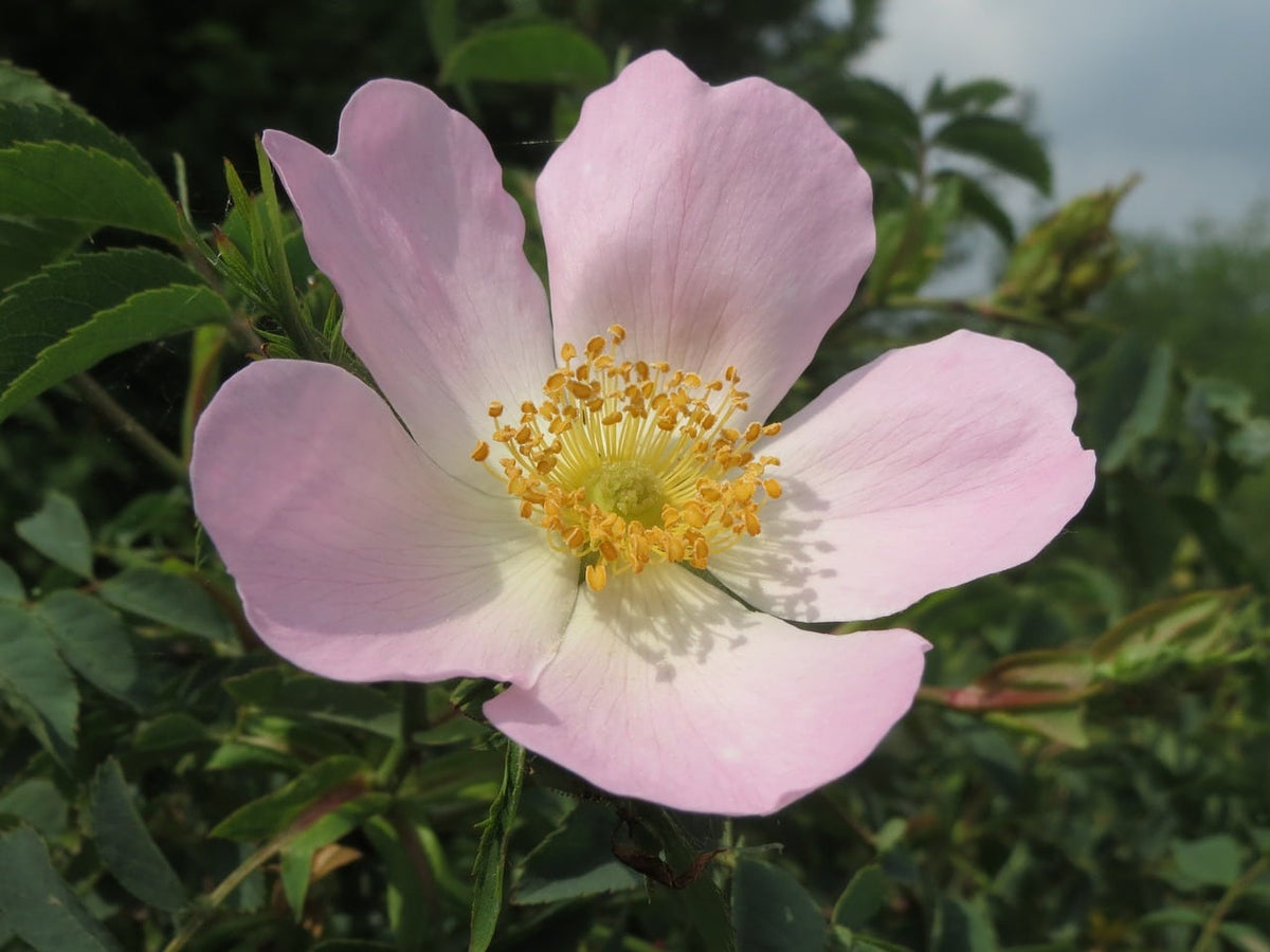 Wild Rose