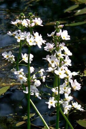 Rock Water