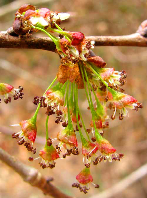 Elm