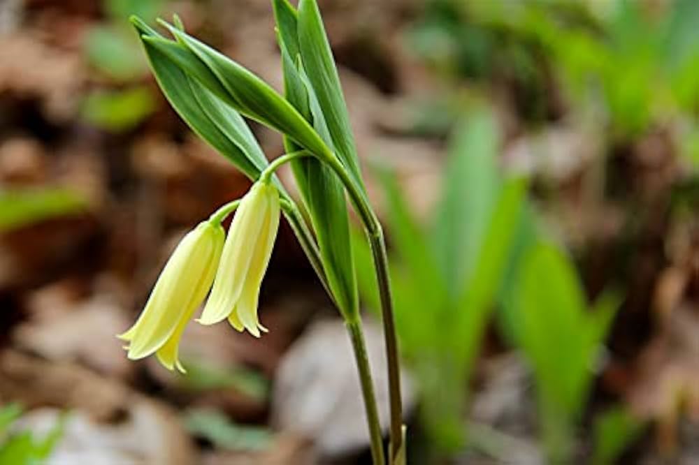 Wild Oat