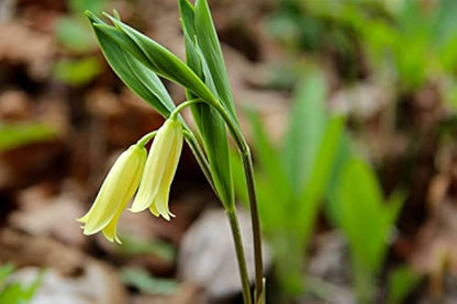 Wild Oat