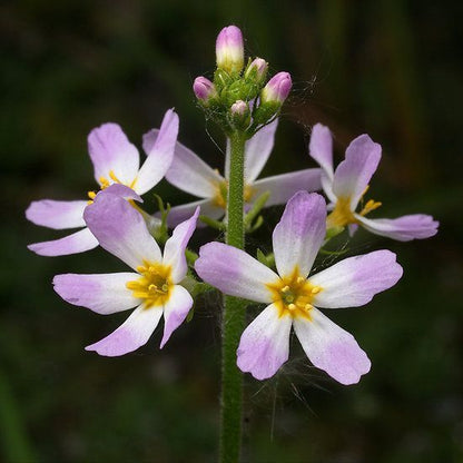 Water Violet