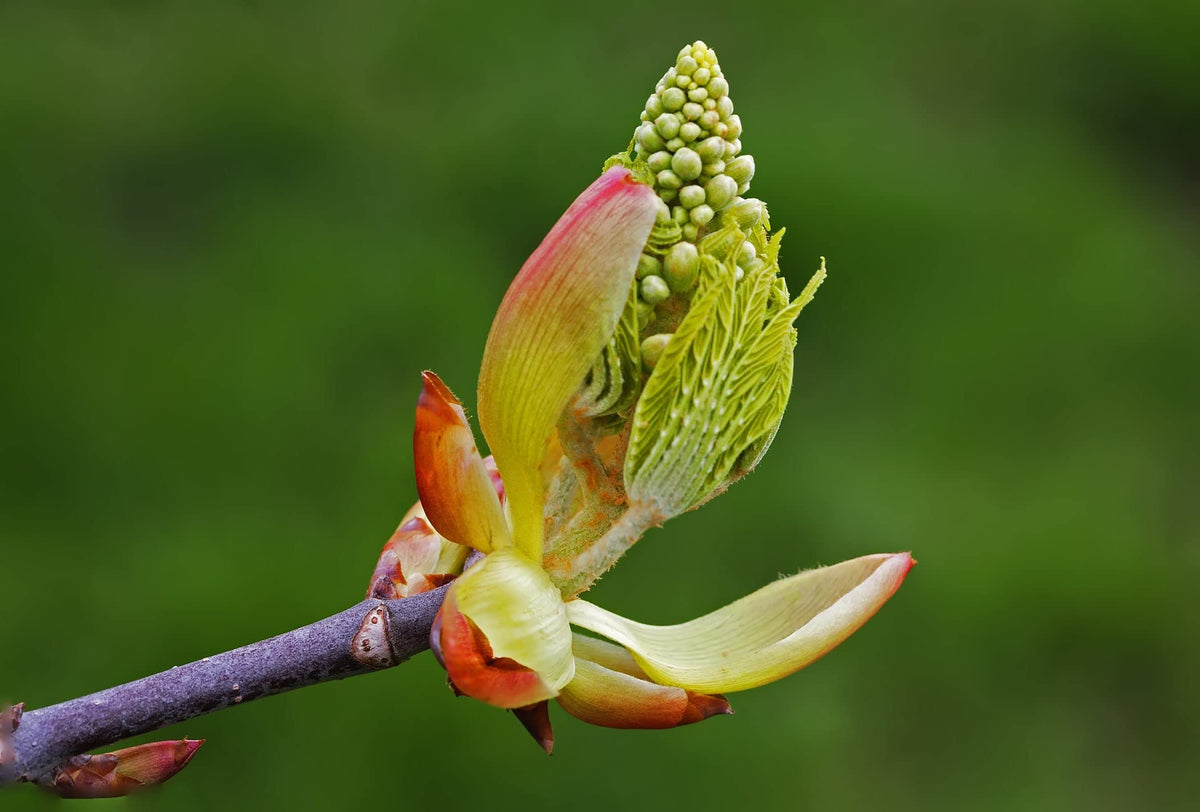 Chestnut Bud