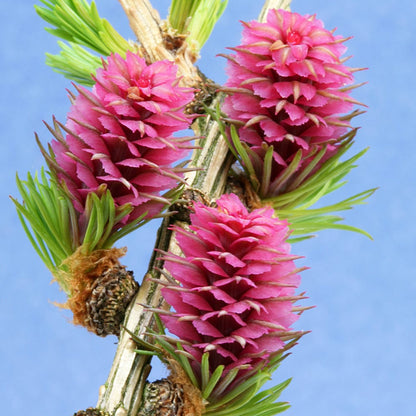 Larch