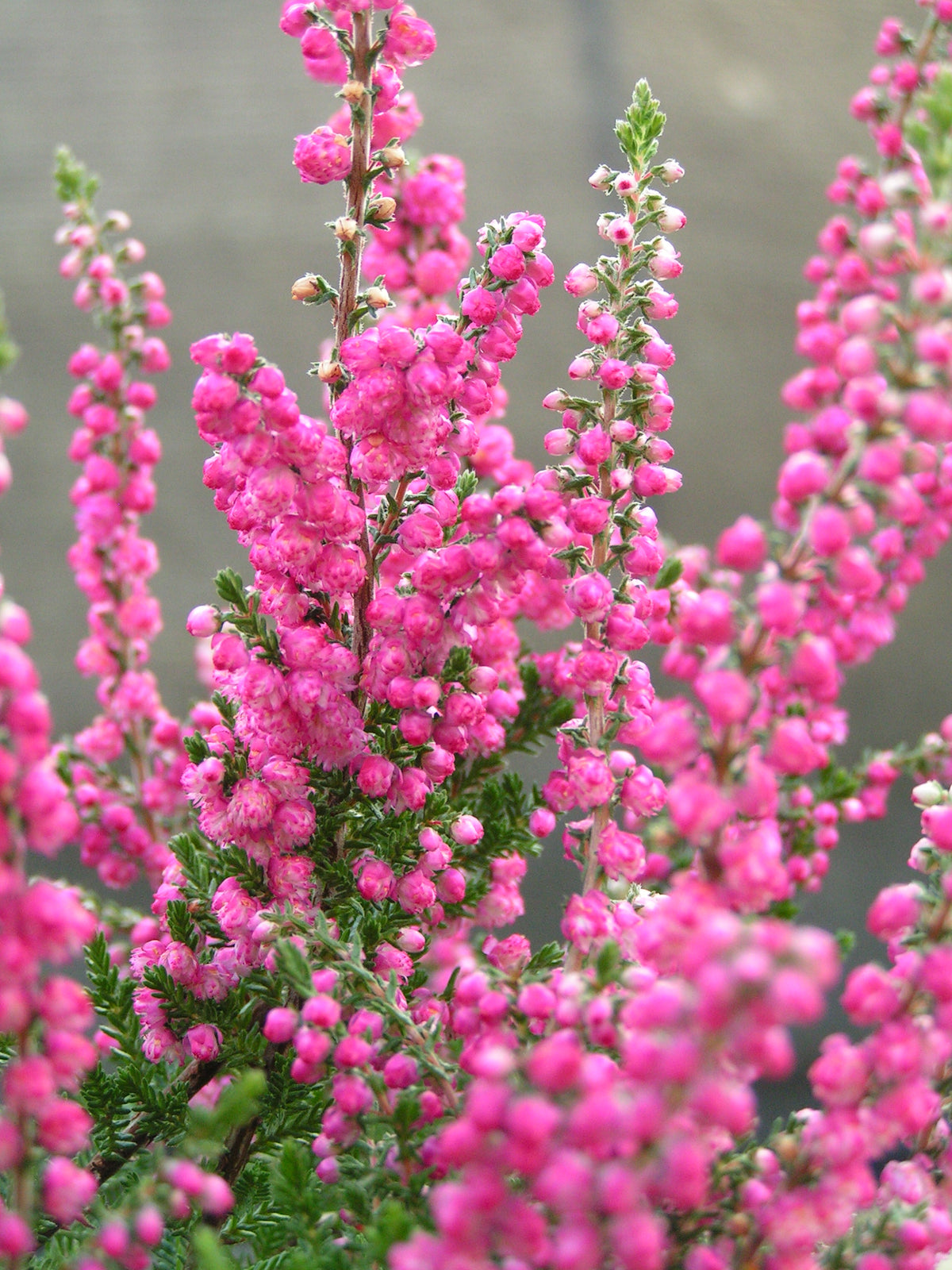 Heather