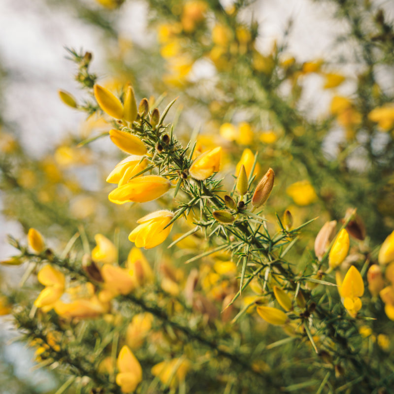 Gorse