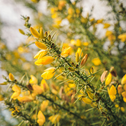 Gorse