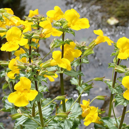 Mimulus