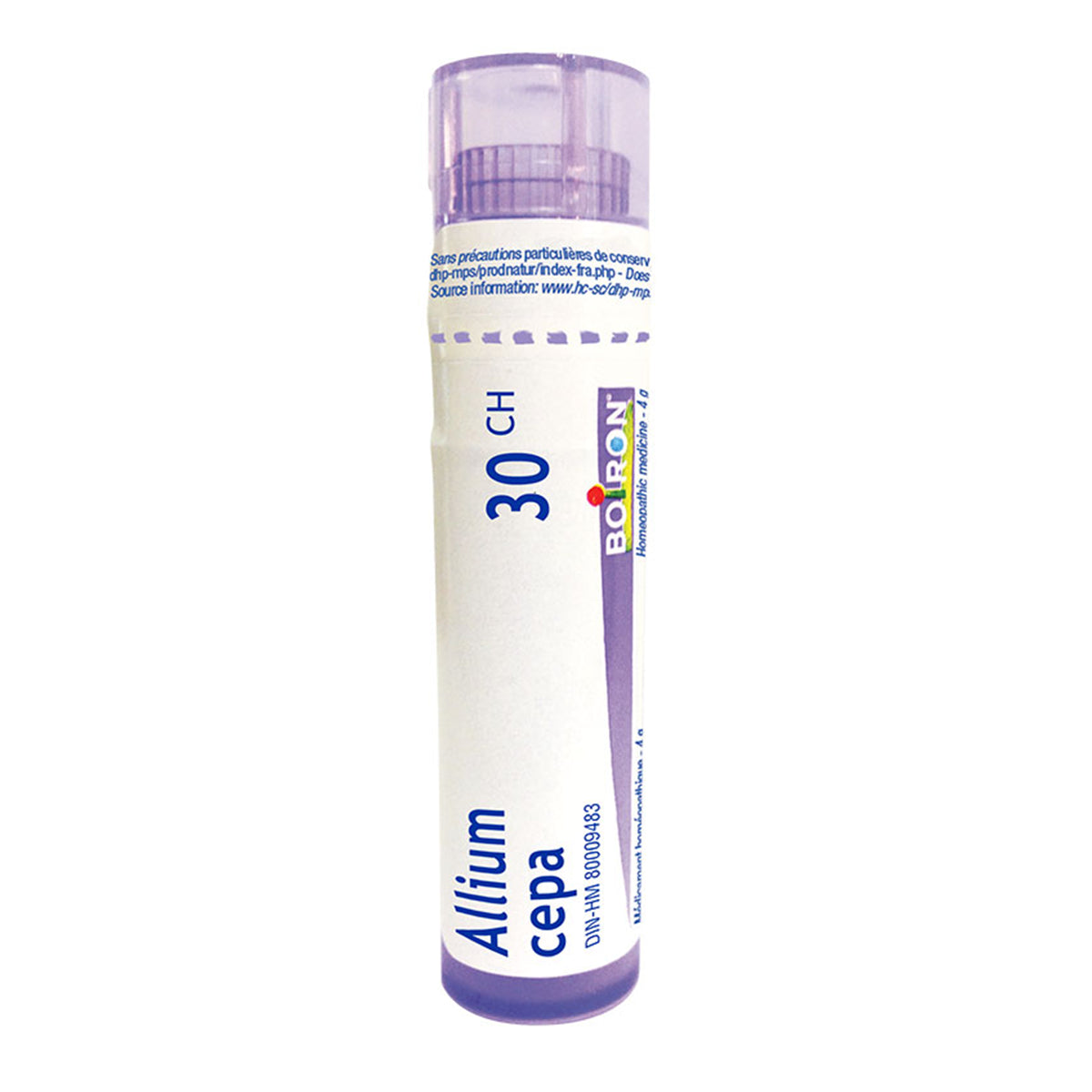 Allium cepa