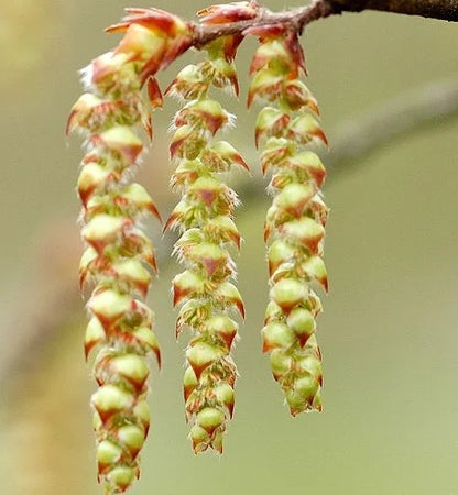 Hornbeam