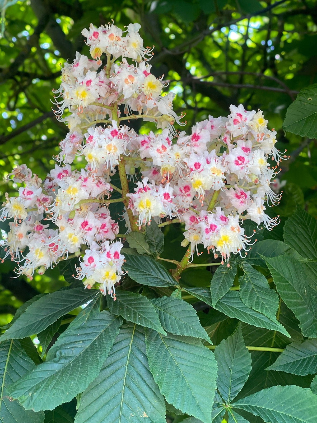 Sweet Chestnut