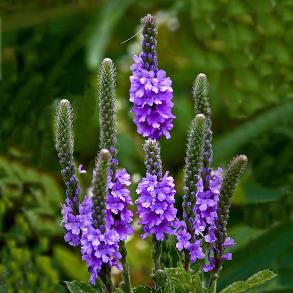 Vervain