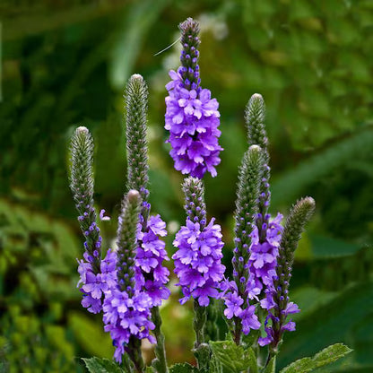 Vervain