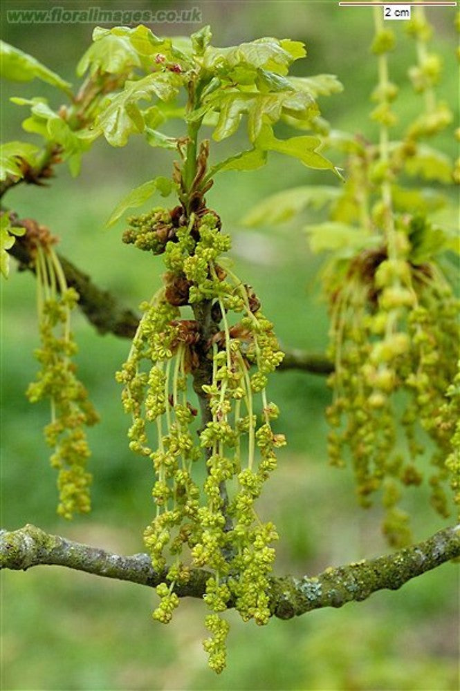 Oak