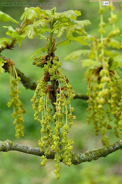 Oak