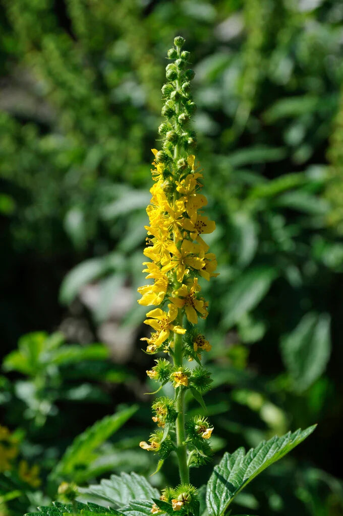 Agrimony